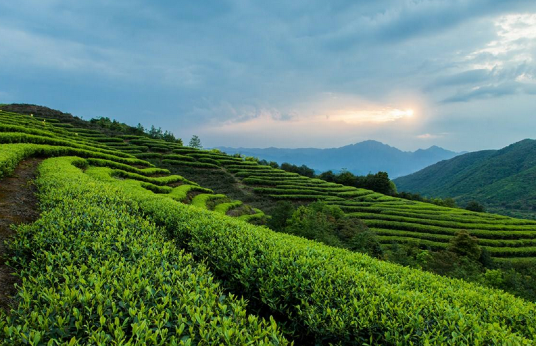 茶之圣地