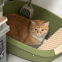 这“4种”猫砂千万别买，用了猫咪得重病，你还在伤害它吗？