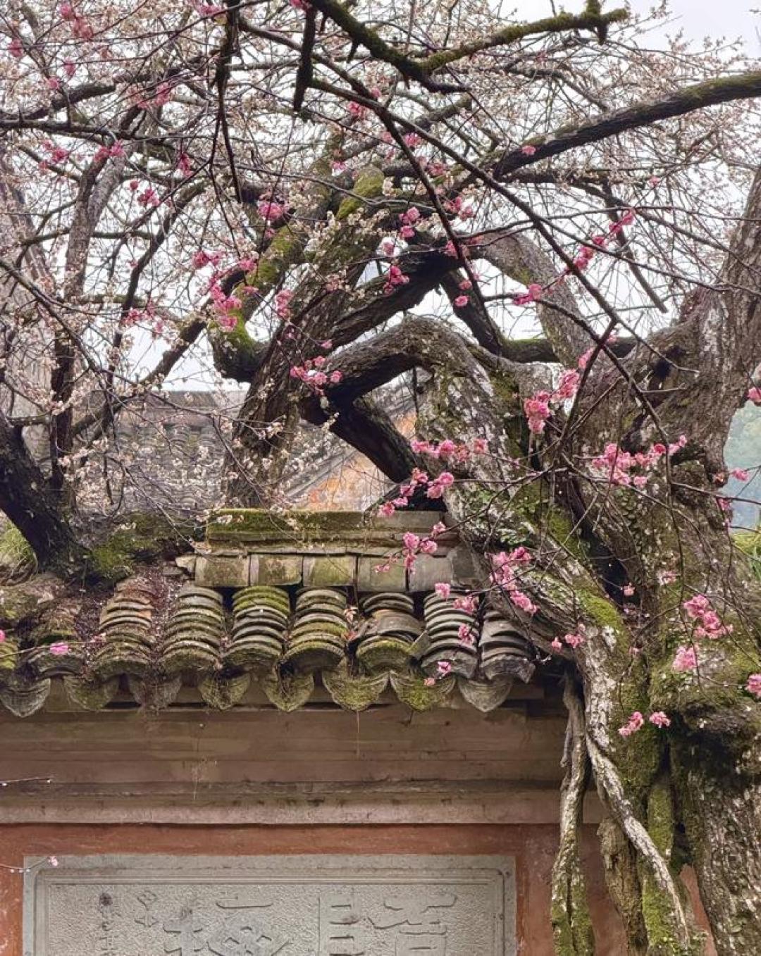 拒绝人挤人！浙江这处顶级禅意梅花，1400岁隋梅开正盛，免费开放