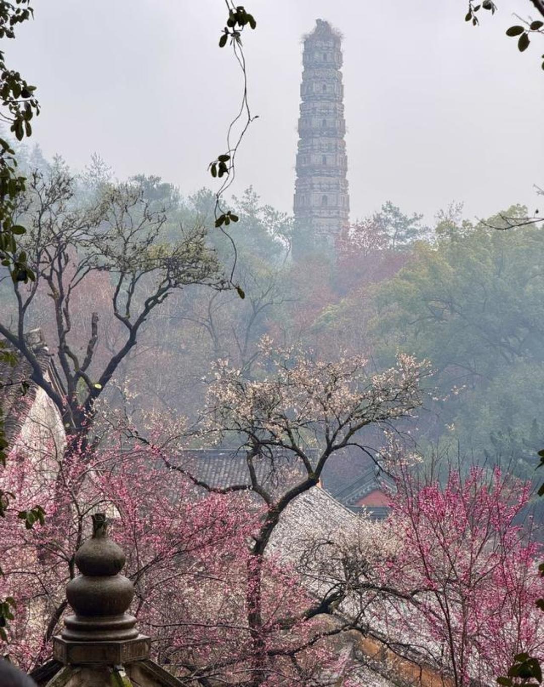 拒绝人挤人！浙江这处顶级禅意梅花，1400岁隋梅开正盛，免费开放