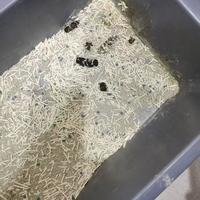 预算有限又想给猫吃好点？蓝氏猎鸟乳鸽猫粮，是质价比拉满的平价高端粮还是智商税？