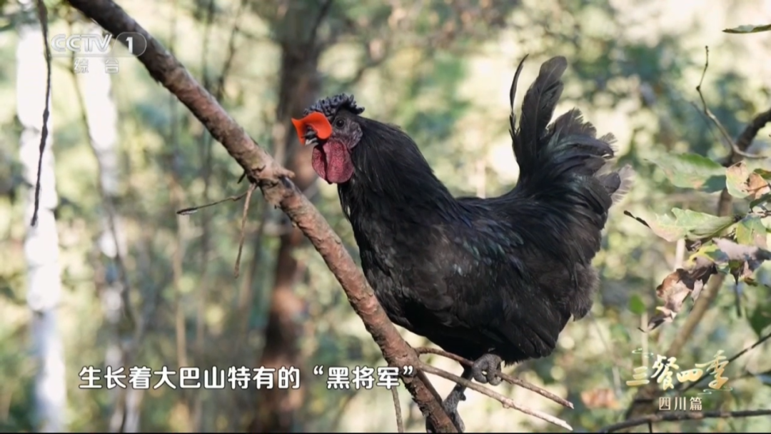 万源旧院黑鸡会奖励每一个会吃的人