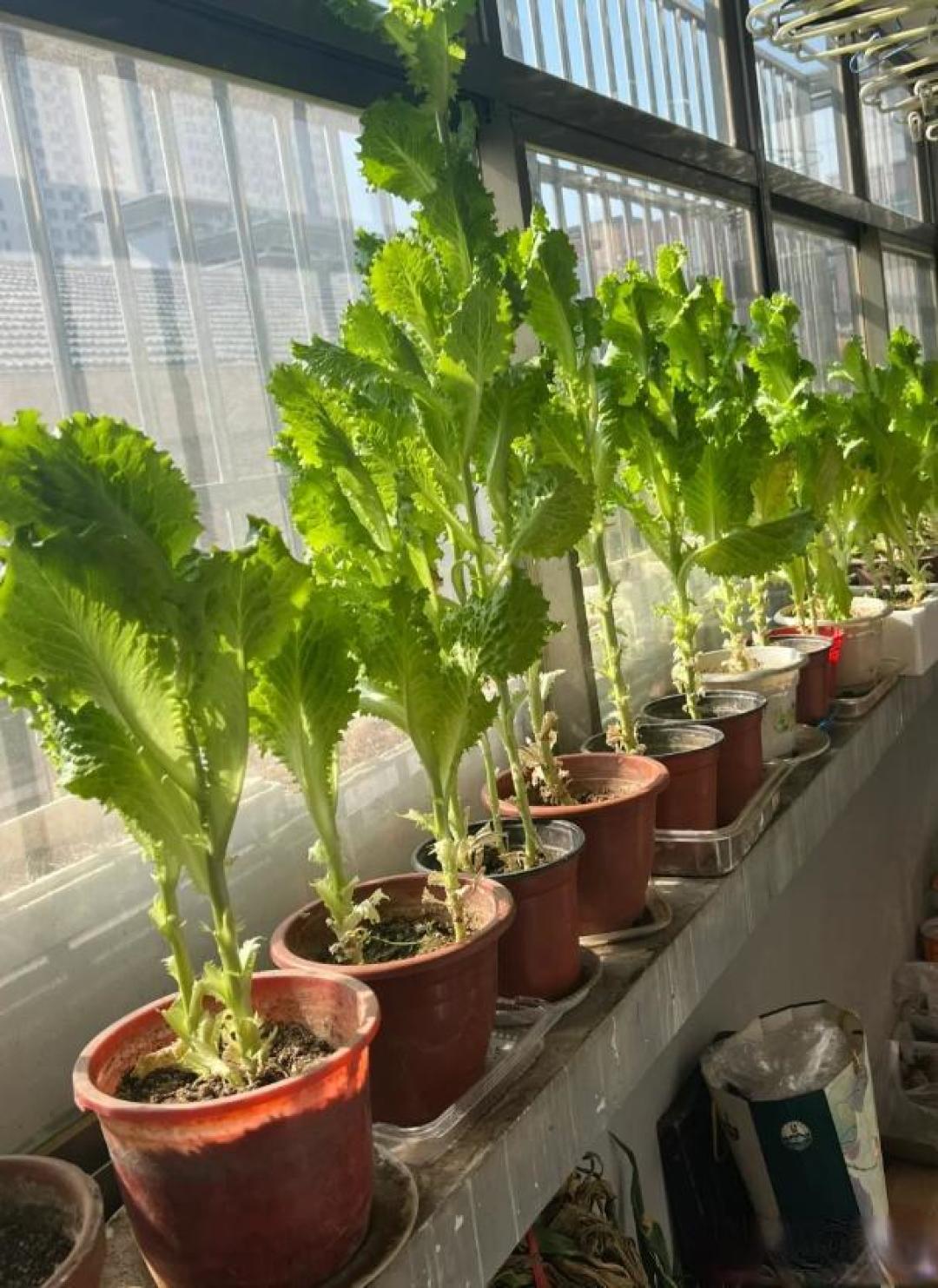 哪些植物适合在家里的阳台上种植?