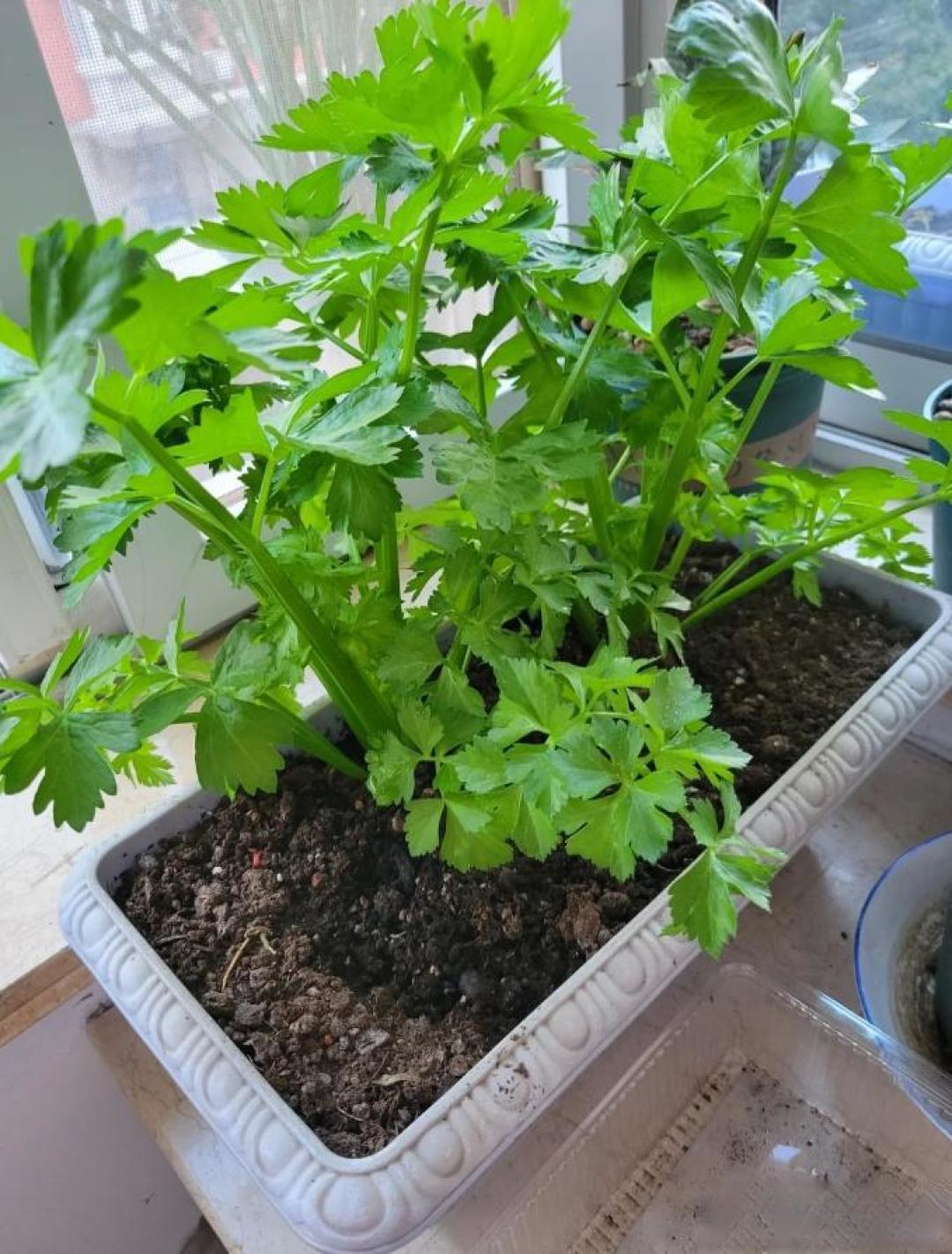 哪些植物适合在家里的阳台上种植?
