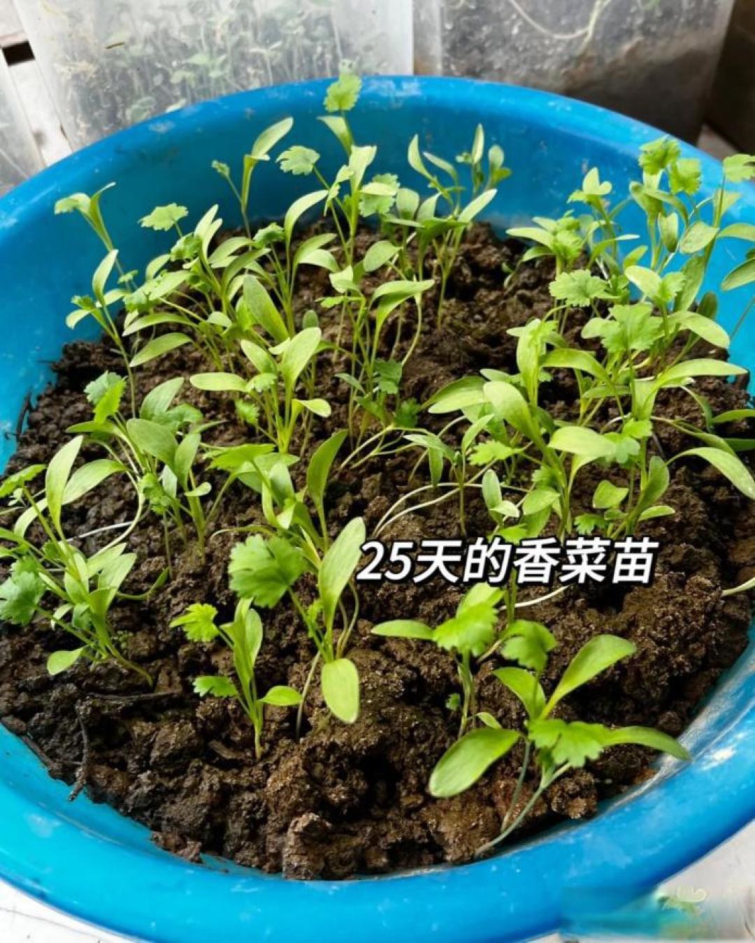 哪些植物适合在家里的阳台上种植?