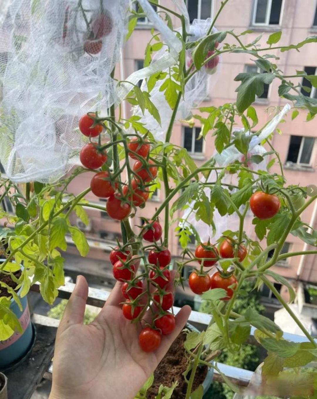 哪些植物适合在家里的阳台上种植?