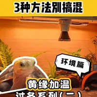 黄缘加温环境怎么搭？3种方法别搞混 #黄缘龟  #黄缘闭壳龟  #加温过冬  #养龟环境  #乌龟加温过冬