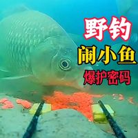 野钓闹小鱼爆护密码