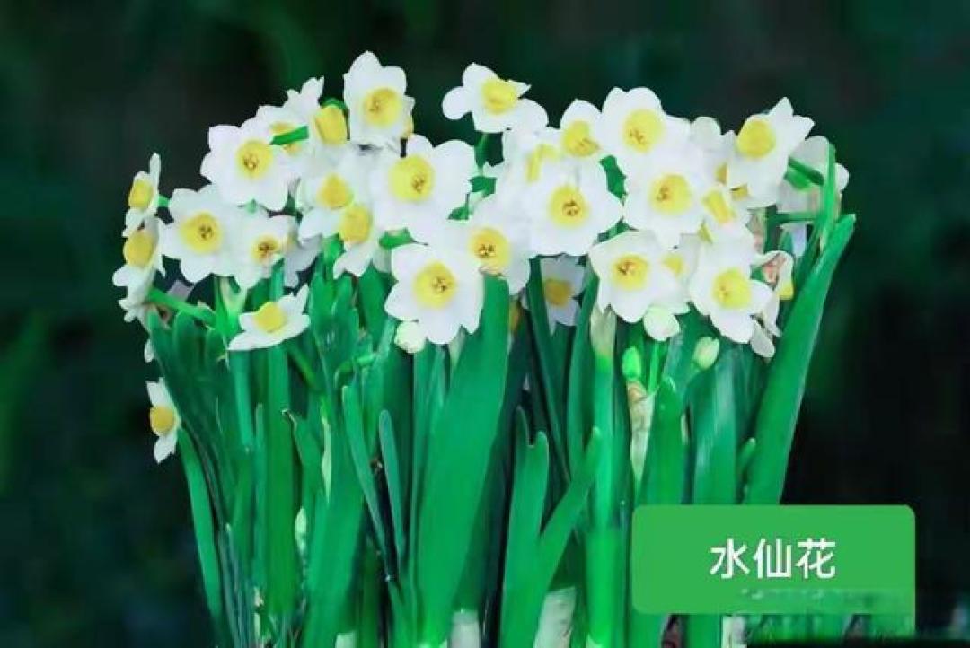 年宵花选购指南:集齐高颜值和好寓意,照着这份清单买就对了