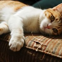 沙发救星！1-2周搞定猫咪抓沙发乱尿，人猫和谐共处终极指南