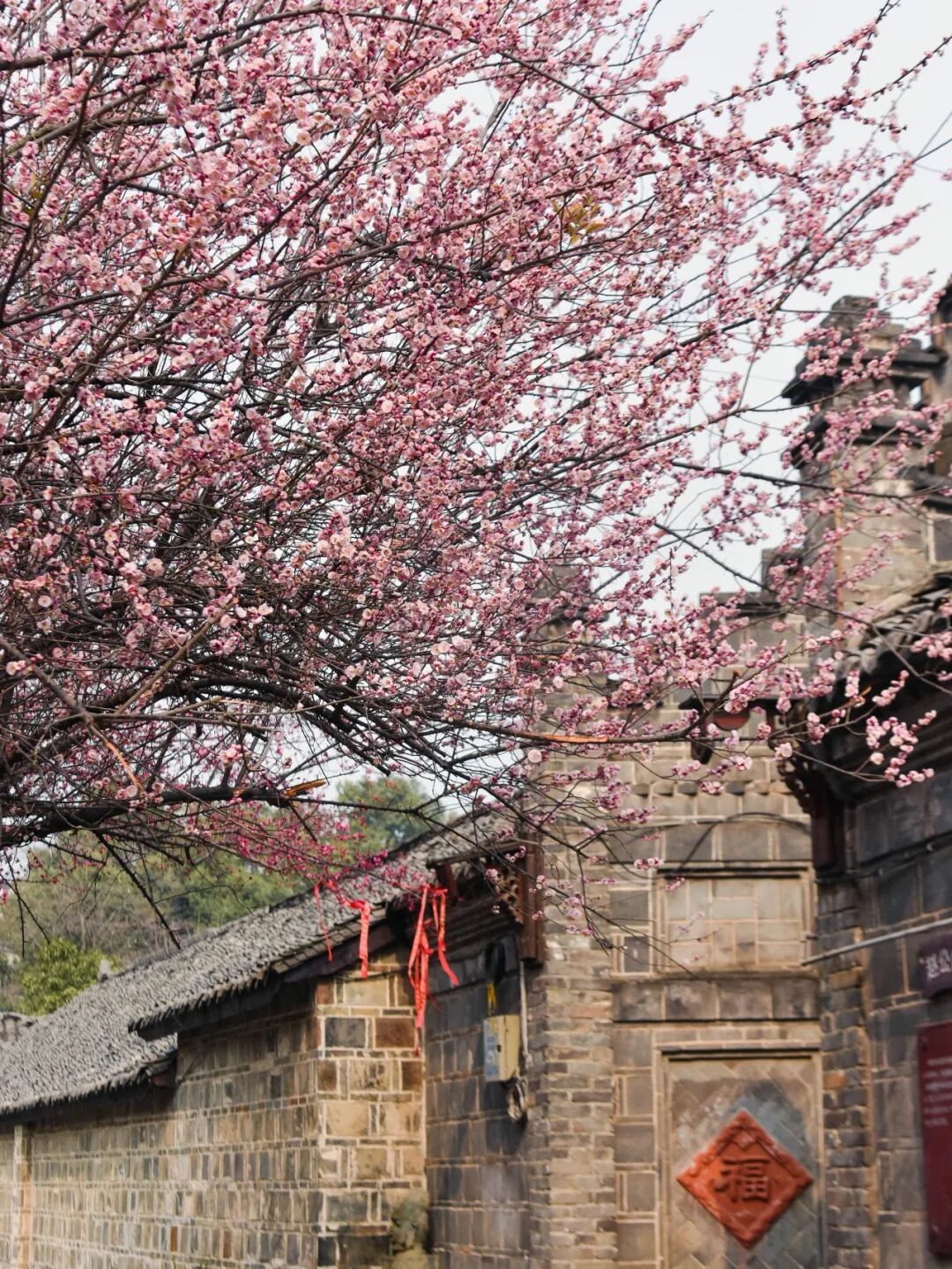 成都近郊历史厚重的千年古镇,古风梅花惊艳了时光,人少景又美!