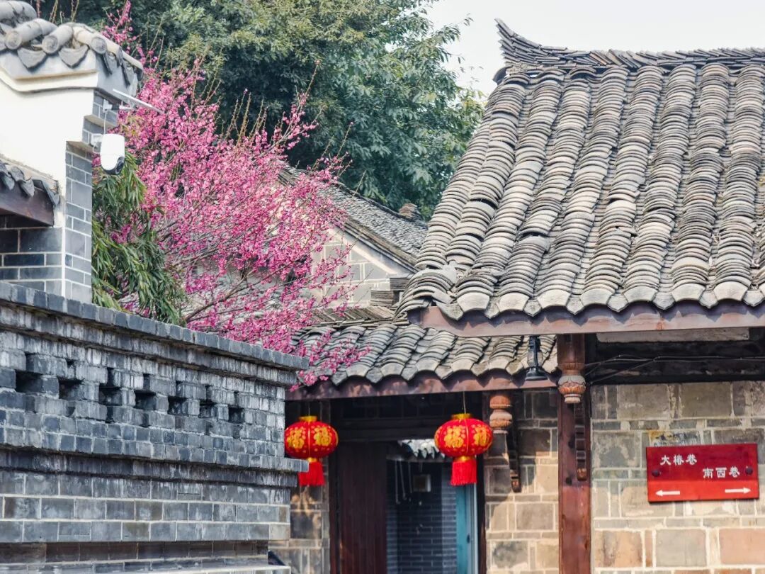 成都近郊历史厚重的千年古镇,古风梅花惊艳了时光,人少景又美!