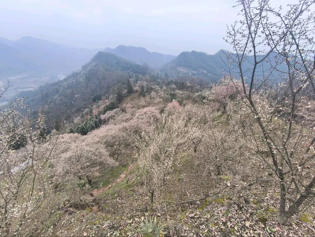 成都亲子徒步路线推荐:冬季限定崇州富强村梅花海