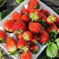 消费者声音：为何有人对有机草莓“不买单”？