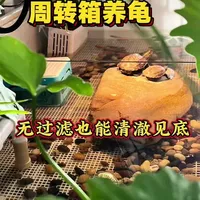 周转箱生态龟缸开缸心得#创作灵感 #养龟日常 #龟宠时代 @抖加🔥上热门🔥dou+🔥热点宝