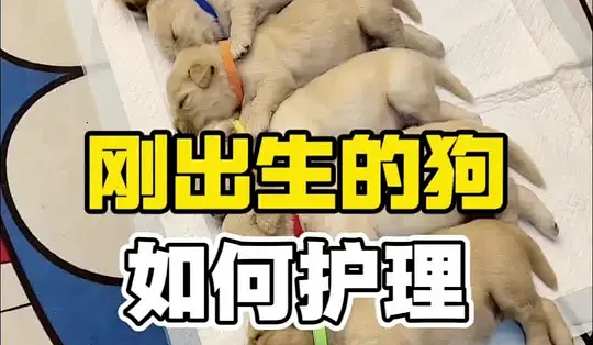 刚出生的狗如何护理#狗狗#宠物科普#新手养狗_狗狗_什么值得买