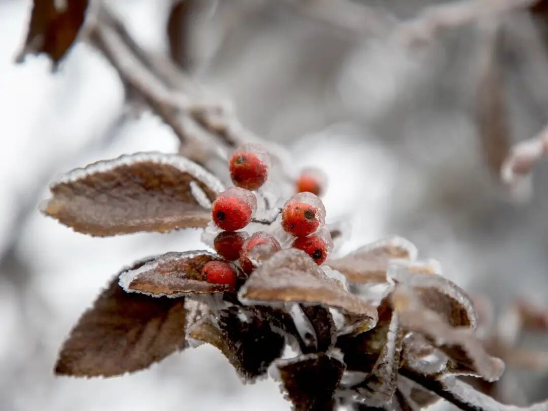 冬的信笺 | 南岳衡山：初雪未至，雾凇已成诗