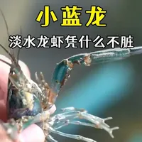 同样是养殖的淡水龙虾，凭什么大2倍就不脏？ #小龙虾#来抖音学农技#澳洲淡水龙虾养殖#新农人计划2025