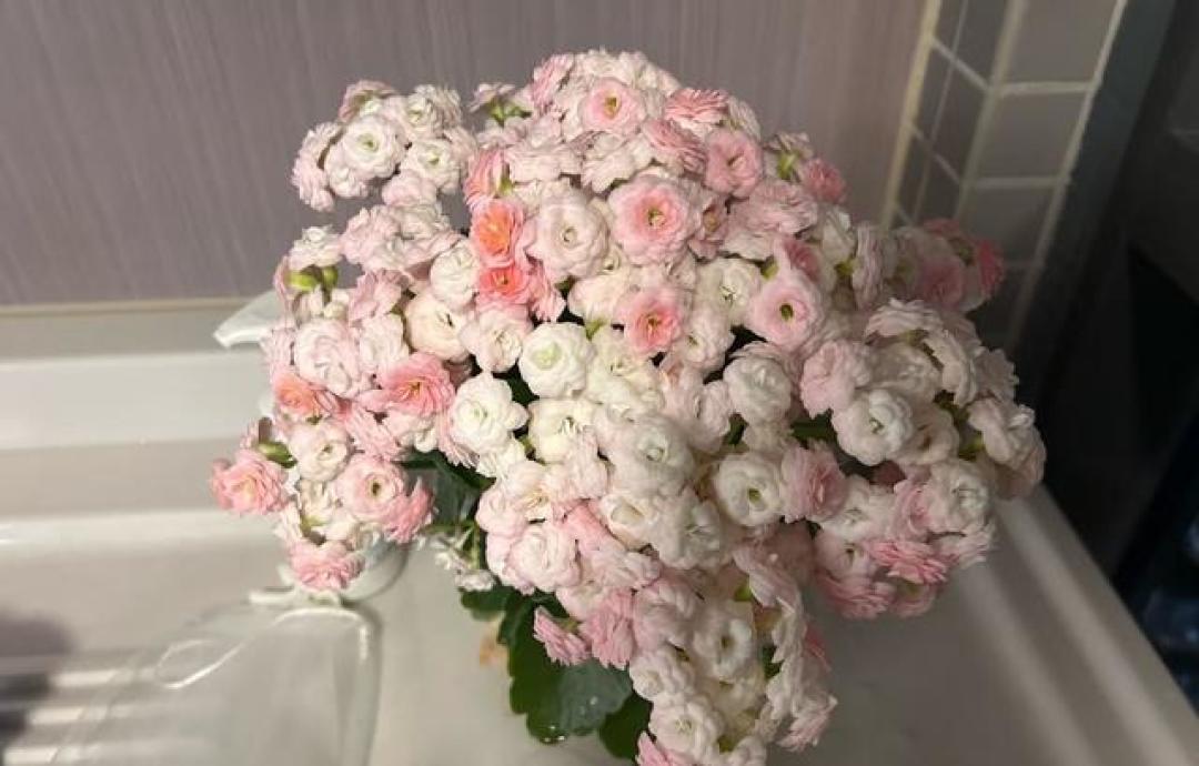 河北一大姐，长寿花“剪来做插花”，摆在室内真高级：好仙好美！