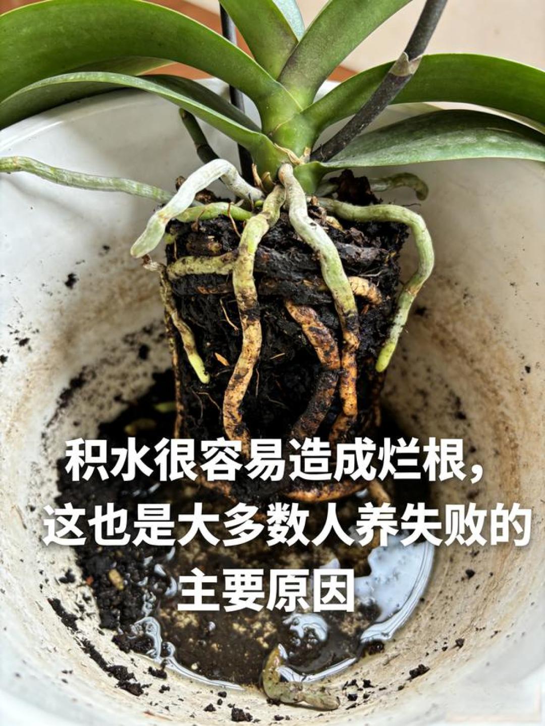 客厅摆上这5种花,高级感直接拉满,叶绿花艳太好看