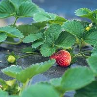 草莓什么时候种植最好？南方种植草莓的最佳时间，选对才会高产