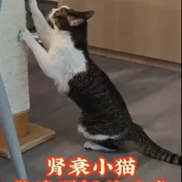 被关心骚咪咪的ee们催更了，这几天深圳太冷了，小猫和我都躲在被窝里，拍视频需要很大的动力哈哈哈～给姨姨们汇报一下，骚咪状态还不错，苟到月底15岁生日应该是没什么问题，小爷爷努努力说不定还能冲向16岁～白天出太阳时自己上完厕所还会趴在猫砂盆上晒晒太阳，出来磨磨爪子，祝大家的小猫们冬天快乐安稳度过，很快就暖和起来啦
#猫肾衰 #老年猫 #猫甲亢 #猫强饲
