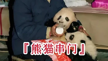 1994年录像，四川野生大熊猫进村串门“做客 ，还与小男孩产生深厚友谊#珍贵影像 #老视频 #历史 #熊猫