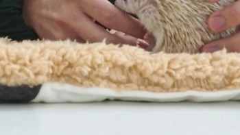 宠物刺猬疾病与防治
