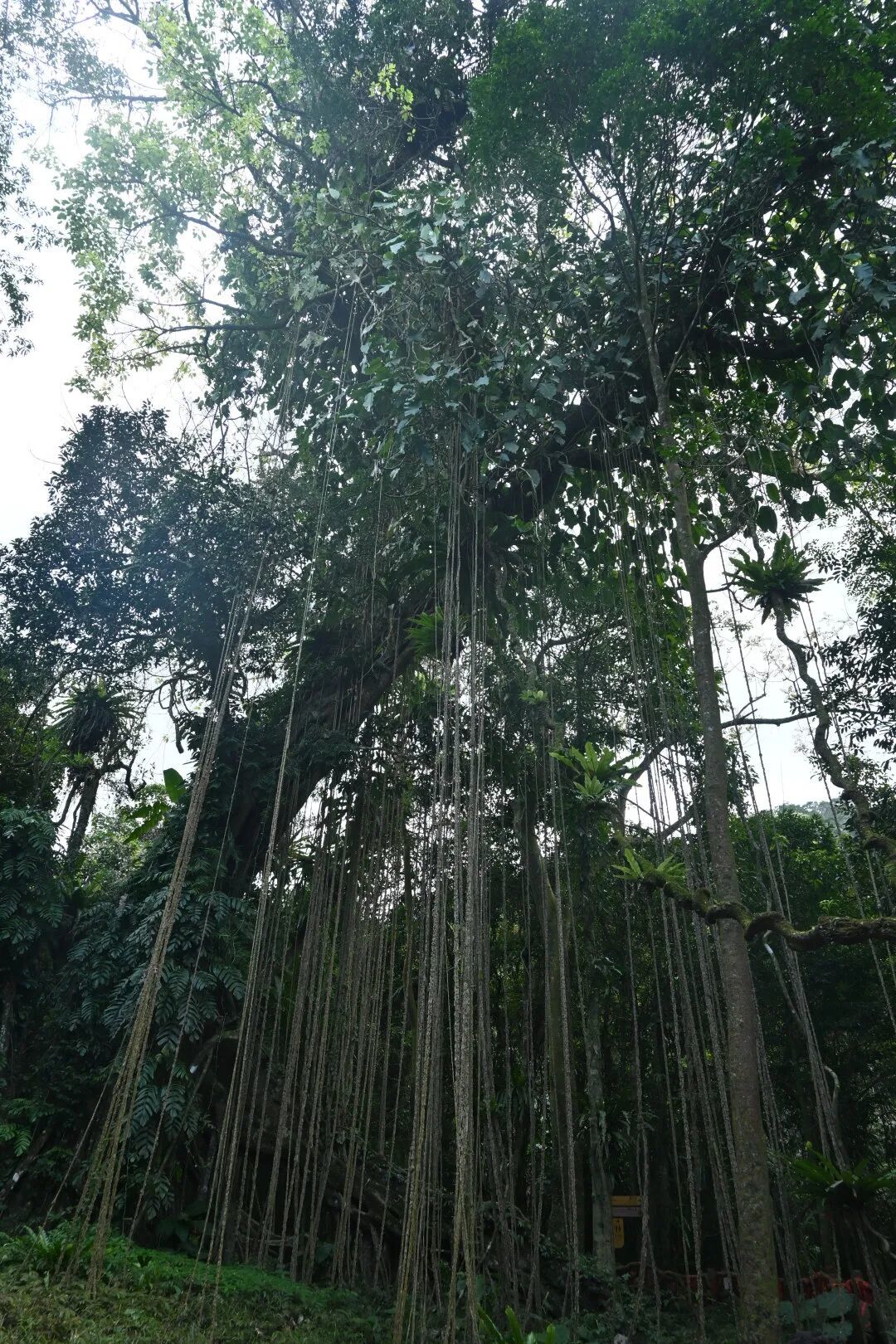 探幽百花岭,雨林寻踪绘就未来农业新图景
