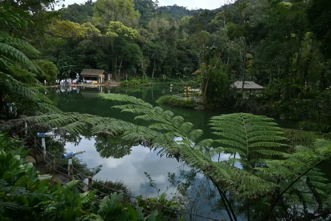 探幽百花岭,雨林寻踪绘就未来农业新图景