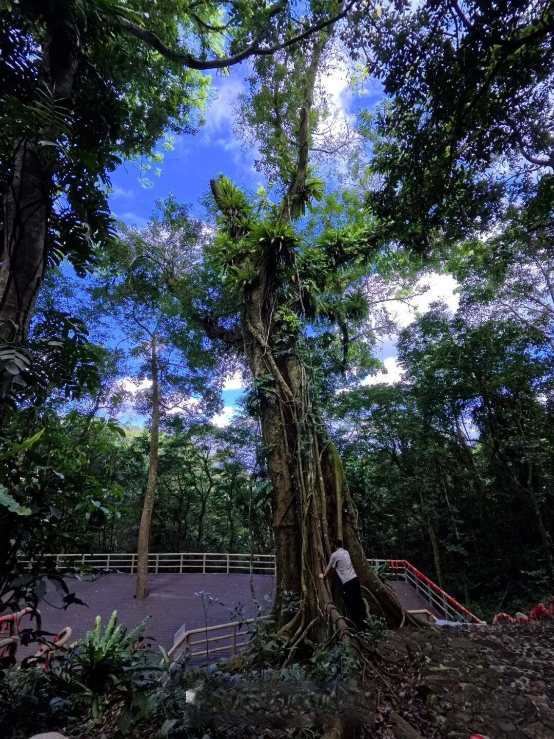 百花岭热带雨林游记:一场不慌不忙的雨林漫步
