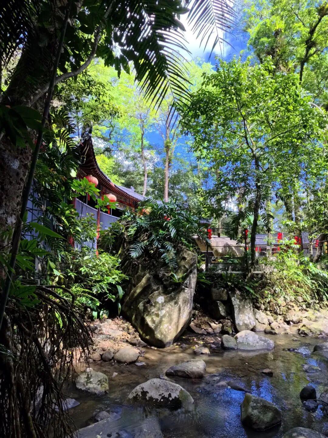 百花岭热带雨林游记:一场不慌不忙的雨林漫步