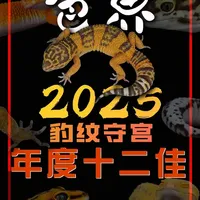 【豹纹守宫】色界2025年度十二佳-上 我们在尝试一种新的拍摄模式,力争给大家带来更好的观看效果。
来,跟着@养爬宠的小鱼老师,看看我们色界工作室的豹纹守宫25年度12佳吧。
祝大家新春愉快,马年如意!
#色界 #色界爬行动物工作室 #色界2025年豹纹守宫年度十二佳 #爬行动物 #豹纹守宫