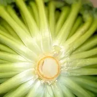 又到了春吃芽的季节，这10个春季限定美味，每一个都是心头爱