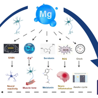 蜂蜜助眠有效但效果有限，缺镁影响睡眠仅限真正缺乏人群，科学晚餐搭配更关键