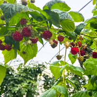 【网络中国节·春节】今年春节，本溪哪些农产品被端上了国人的餐桌？