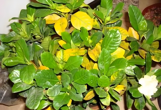 2026年初水质监测揭示水草缺肥关键信号：硝酸盐>30ppm、磷酸盐>1.5ppm时需科学补肥