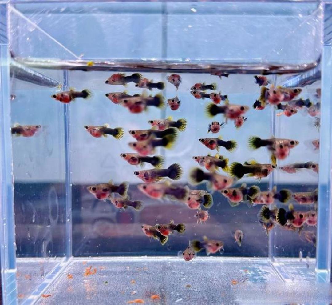80L缸养10种鱼不打架?这神仙组合让你秒变养鱼大师!
