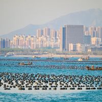 冬日盛宴:烟台扇贝,从浪尖到舌尖的丰收之旅