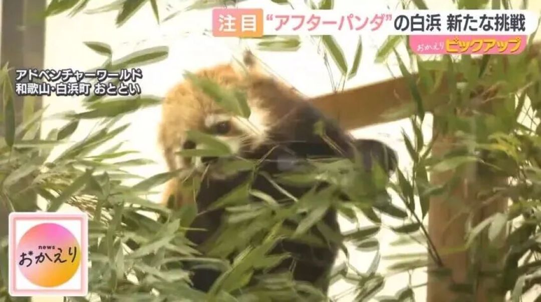 日本熊猫归还后,动物园出“魔幻操作”:游客花钱当饲养员,工作人员扮熊猫!网友:这体验太抽象了…