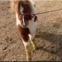 马年“矮脚马”销量暴涨7成，商家：进口售价超5万，国产品种7000元，每日饲养成本两三元；网友：务必谨慎，不要盲目跟风