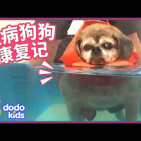 【中配】我们需要帮助这些特别的小狗好起来!萌宠合集 - Dodo Kids