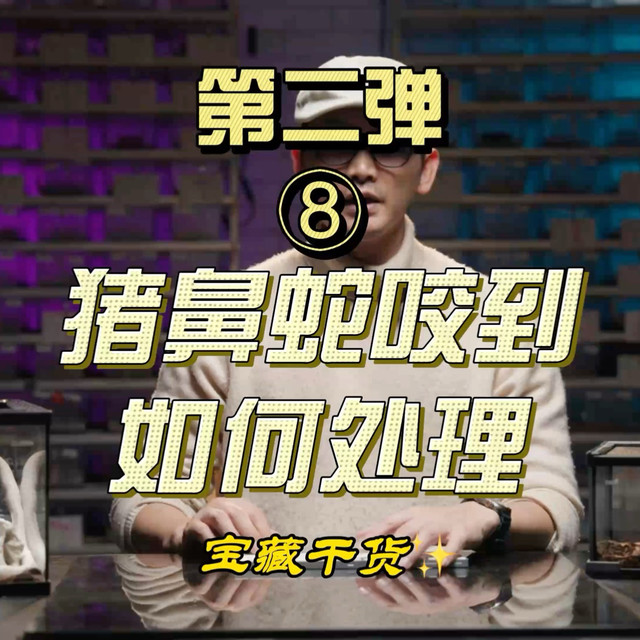 【硬核爬宠】猪鼻蛇“毒腺”真相大揭秘！被咬后该挤血还是消毒？医学处理步骤全解析！