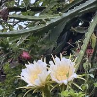 风物｜这居然是火龙果的花