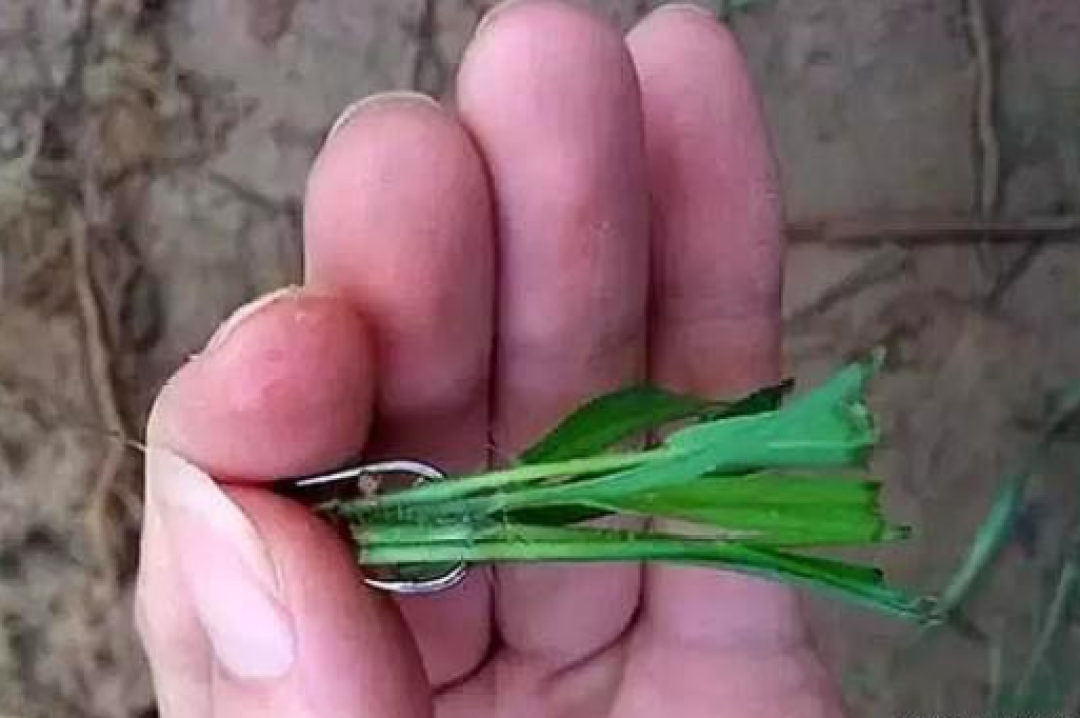 钓草鱼屡试不爽的4种饵料,上鱼率特高!