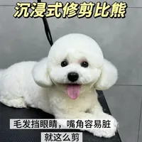 非专业教学，纯经验分享#宠物美容造型 狗狗毛发挡眼睛，嘴角容易脏就这么剪#养狗新手 #养狗人 #狗狗剪毛教程 #宠物美容