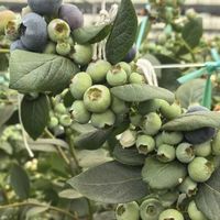 蓝莓“假熟”，糖度上不去成因分析及解决建议