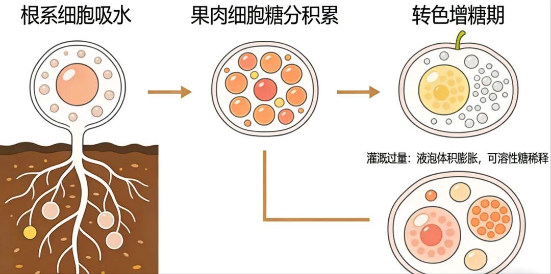 蓝莓“假熟”,糖度上不去成因分析及解决建议