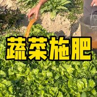 该给菜园的蔬菜施一些有机肥了，菜园子现在也是生机勃勃