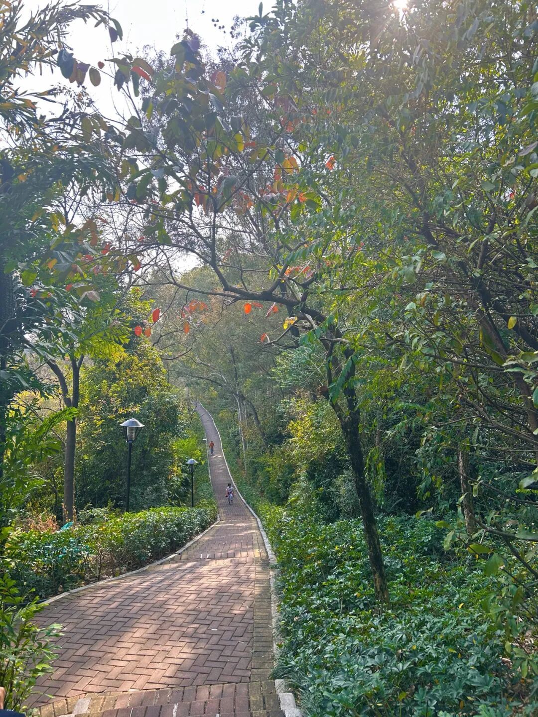 广州飞鹅岭公园好像北部的山顶植物园,一路贯通最美山景;无需门票,公交直达,是老少咸宜的登山佳境